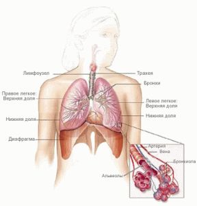 Строение легкого Строение легких человека