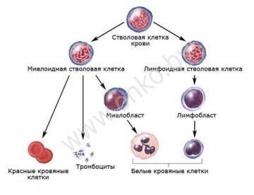 Развитие клеток крови