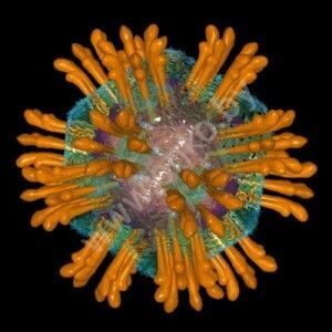 Вирус гепатита C