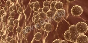 Вирус гепатита, микроскопическое изображение