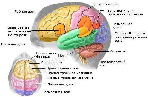Строение мозга человека